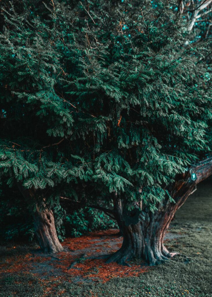 Lush coniferous evergreen tree with dense deep green needles and twisted trunks wallpaper background