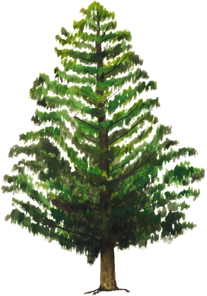 Vibrant Green Evergreen Tree Wallpaper: Nature's Essence Background