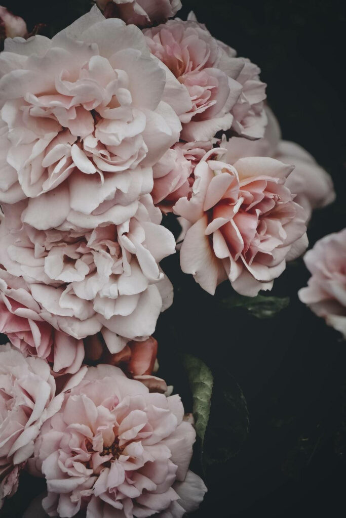 Faded Pink Flower Wallpaper on Dark Background – Delicate Petals