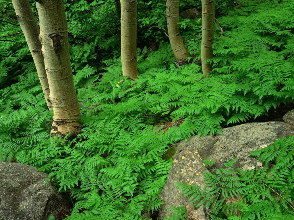 Lush green ferns under birch trees with mossy rocks in a serene woodland forest wallpaper background