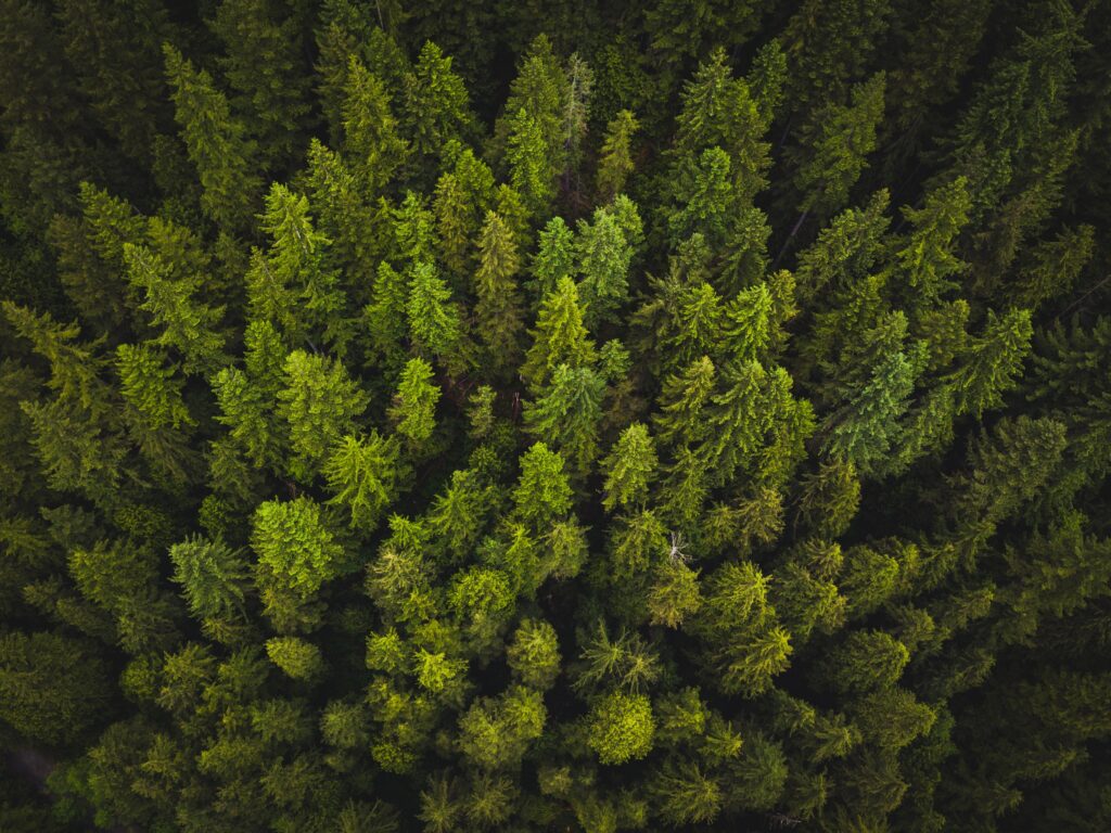 Lush forest canopy aerial view dense green trees natural pattern vibrant wallpaper background