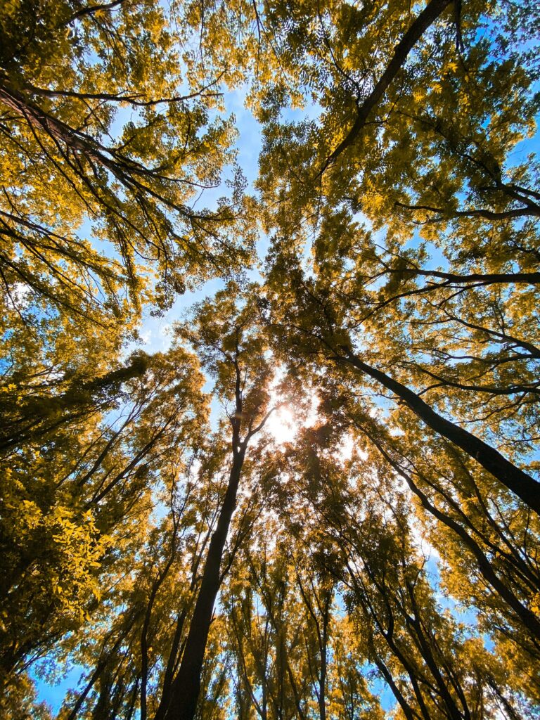 Bottom view of lush forest with tall trees bright blue sky and sunlight through green leaves wallpaper