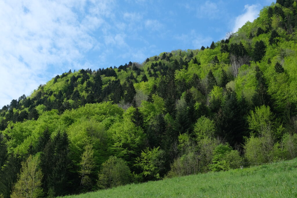 Vibrant forest landscape on gentle slope with lush green trees under bright blue sky wallpaper