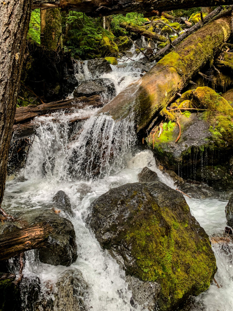 Vibrant forest stream flowing over mossy stones and logs surrounded by lush green foliage wallpaper