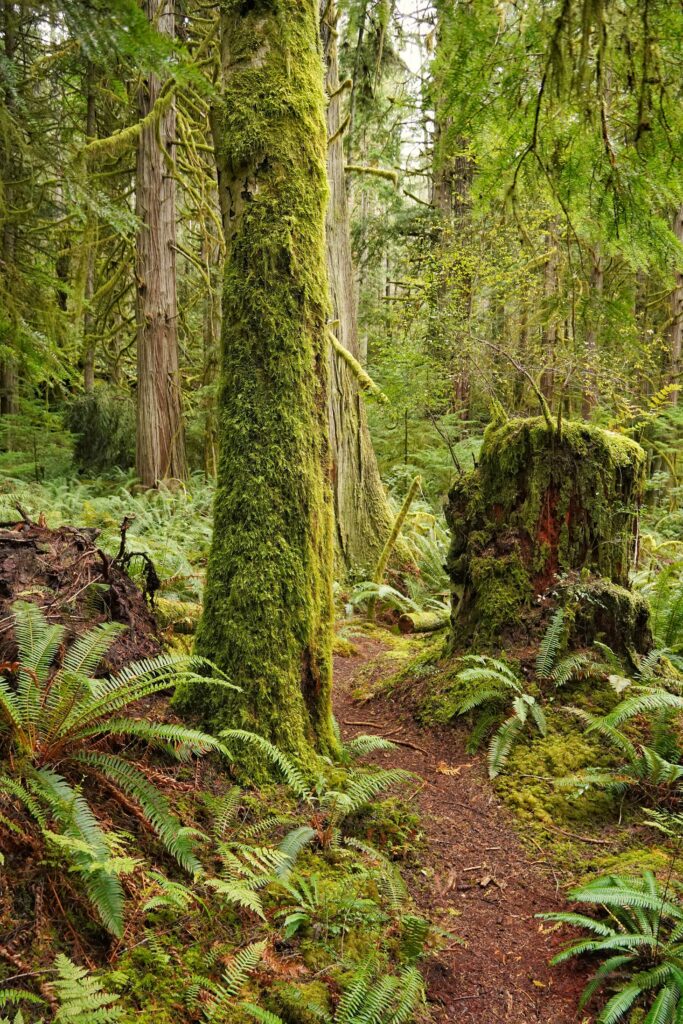 Lush forest wallpaper with towering moss-covered trees ferns and a peaceful earthy path background