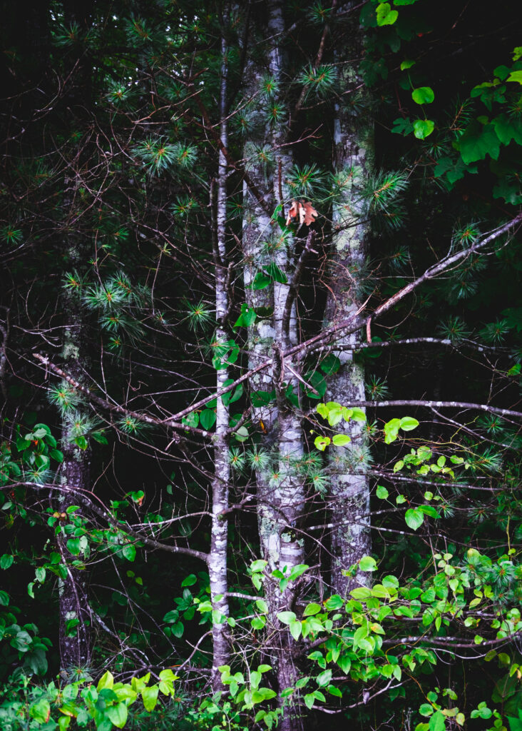 Slender tree trunks and green leafy branches in a serene lush forest wallpaper background
