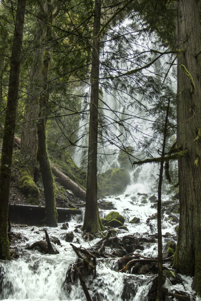 Lush forest with tall trees framing a vibrant waterfall cascading into a mossy stream background Wallpaper
