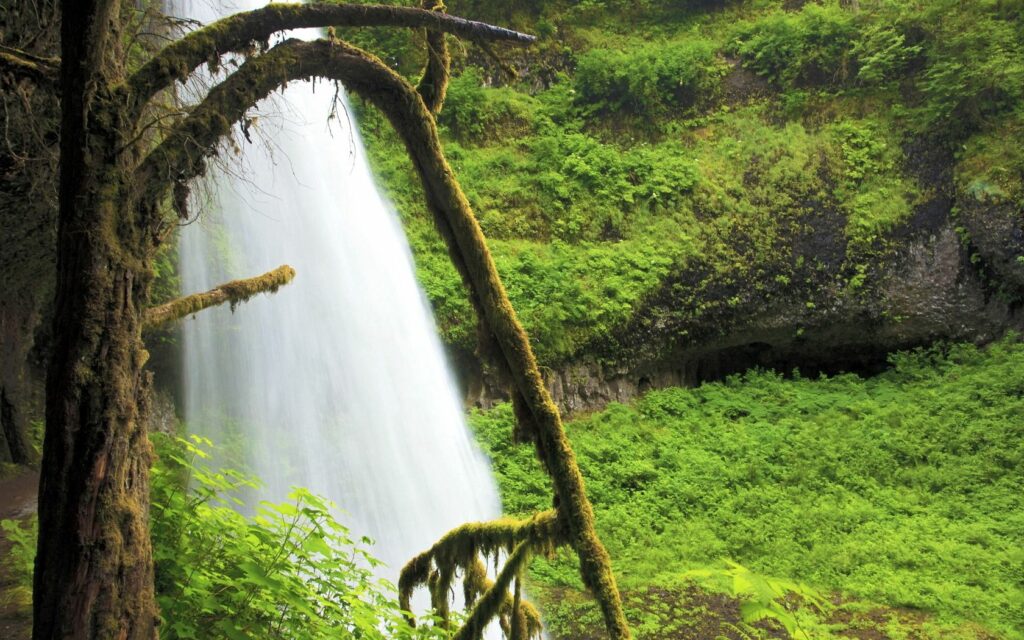 Lush forest wallpaper with mossy tree branches and a serene waterfall over rocky cliffs
