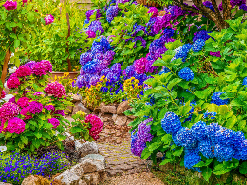 Lush Garden Wallpaper: Vibrant Hydrangeas & Serene Pathway Background