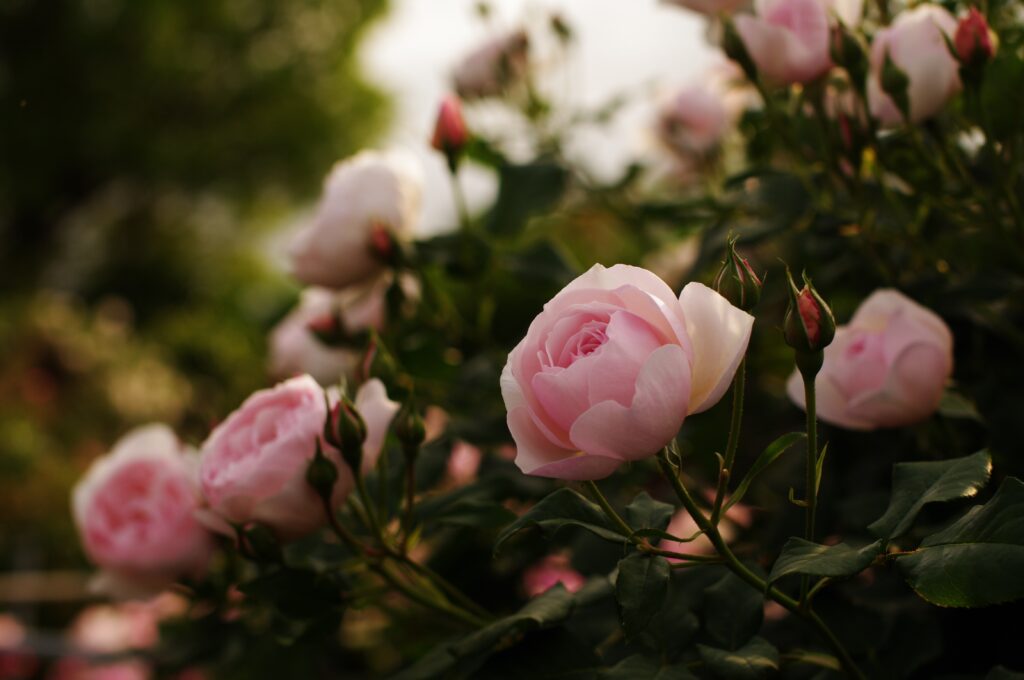 Lush Garden Wallpaper: Blooming Pink Roses and Greenery Background