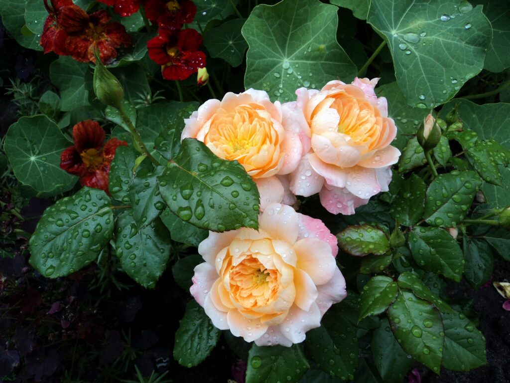 Lush Garden Wallpaper: Dewy Roses & Fresh Green Foliage Background