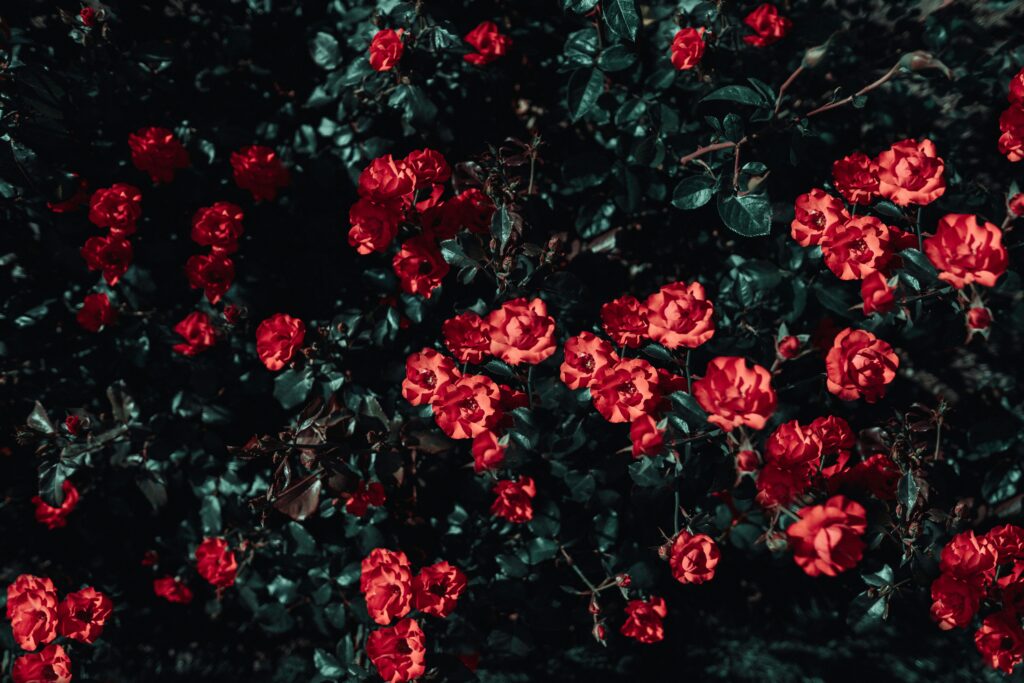 Vibrant Red Roses in Lush Garden Wallpaper - Natural Beauty Background