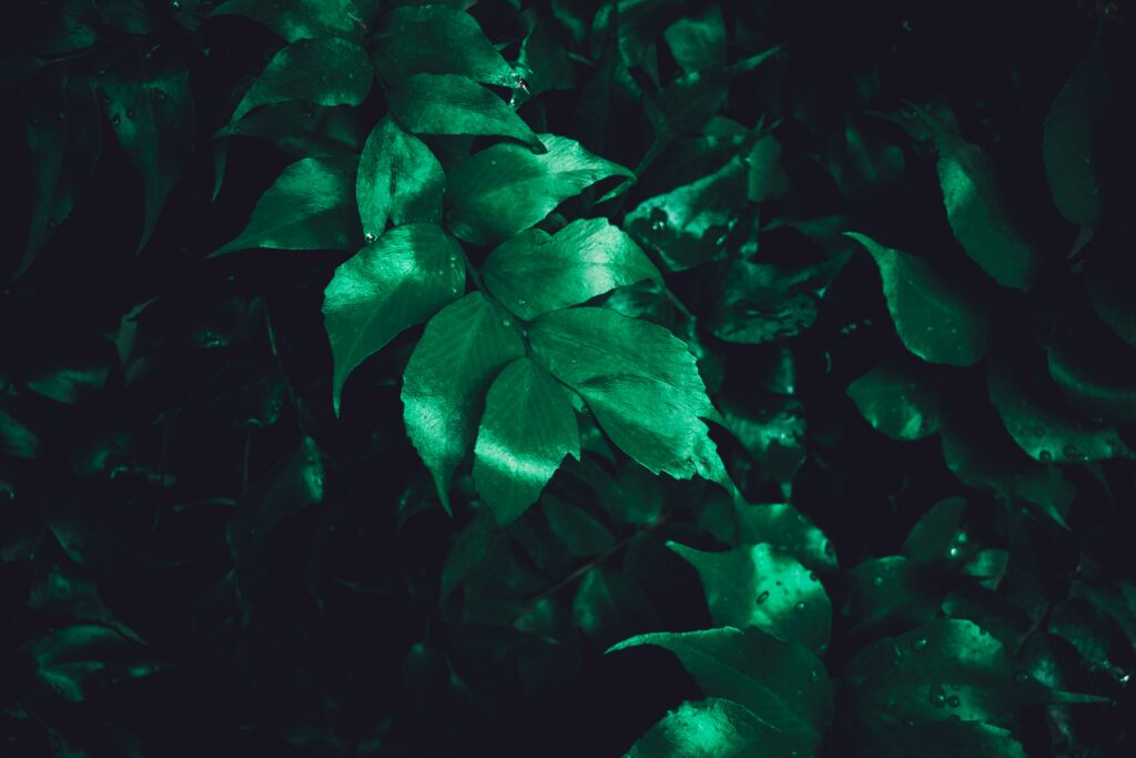 Vibrant glossy green leaves wallpaper with rich emerald tones and natural textured background