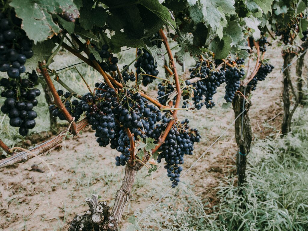 Lush Vineyard Wallpaper: Ripe Grapes Among Green Leaves Background