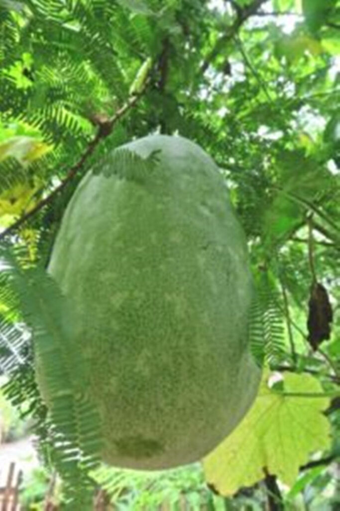 Lush Green Wallpaper: Ash Gourd Hanging from a Vibrant Vine