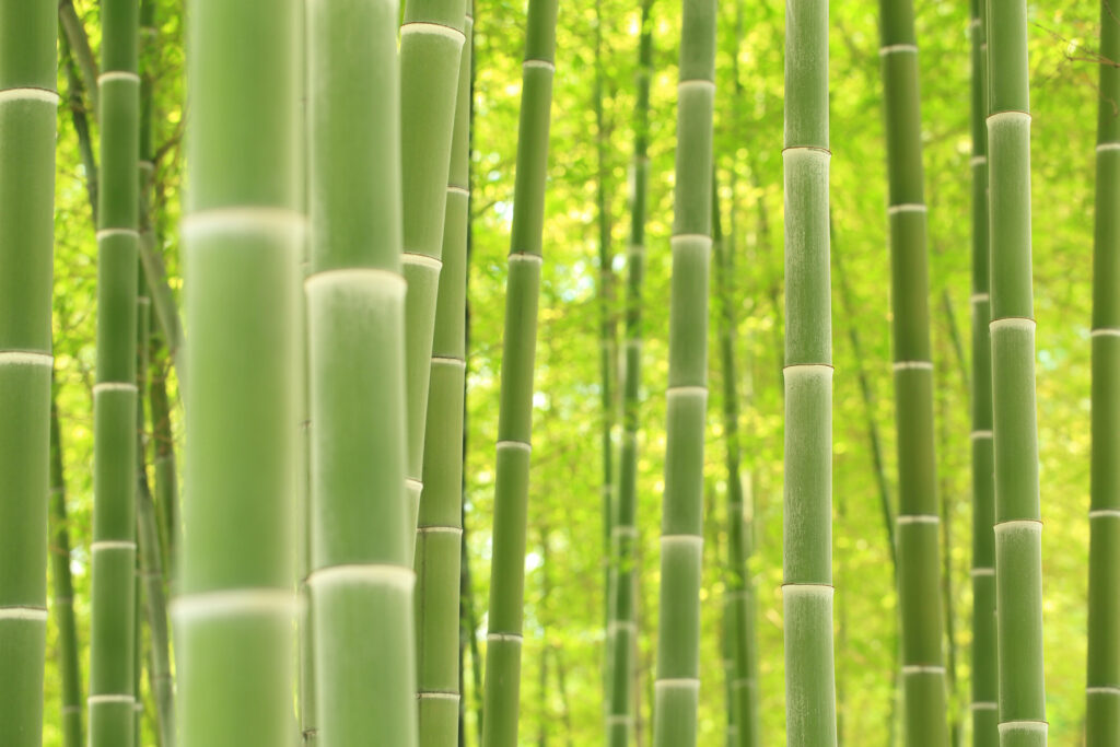 Vibrant green bamboo stalks in a lush serene forest 4K wallpaper background nature scene