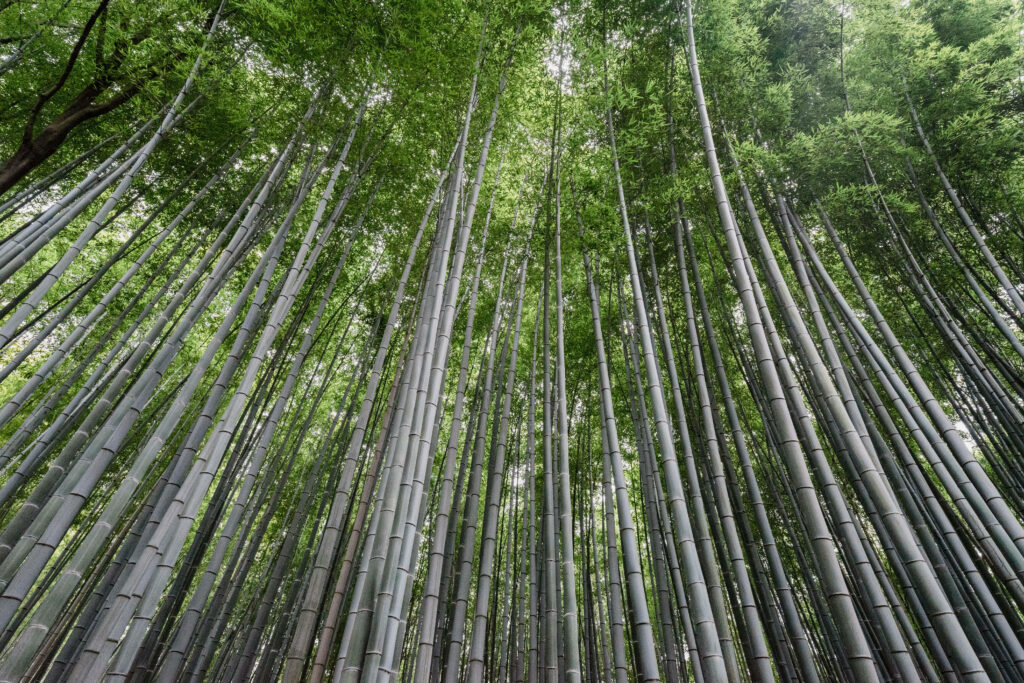Serene tall bamboo plants creating lush green canopy wallpaper background for nature lovers
