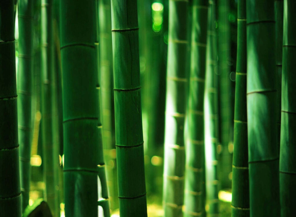 Lush green bamboo forest wallpaper with tall vibrant stalks creating a peaceful nature scene