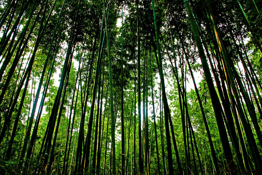 Tall slender bamboo trees with dense green leaves create a lush tranquil forest wallpaper background
