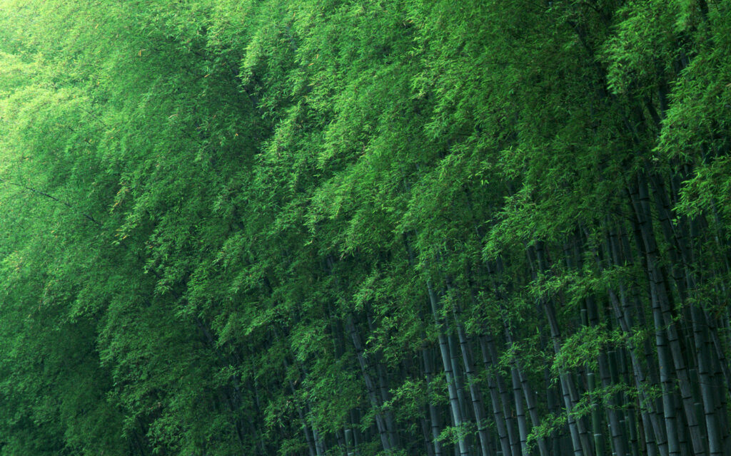 Dense lush green bamboo grove creating a refreshing serene natural wallpaper background