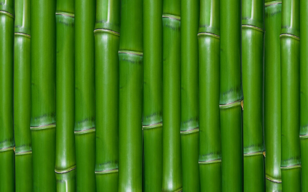 Vibrant green bamboo stalks wallpaper creating a refreshing natural bamboo wall background