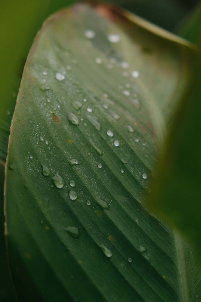 Close-up of vibrant green banana leaf with fresh water droplets natural tropical wallpaper background