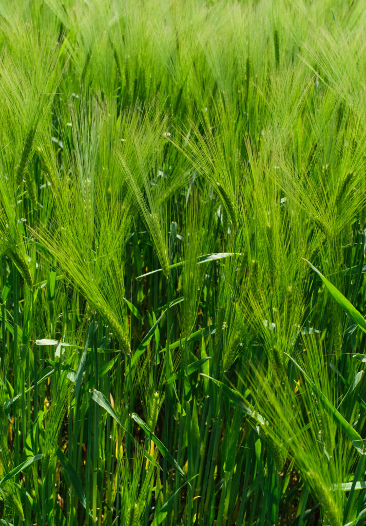 Lush green barley field with tall stalks swaying in natural light serene rural landscape wallpaper
