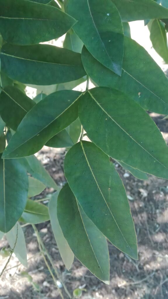Close-up of lush green Black Locust leaves with smooth texture on blurred natural background Wallpaper