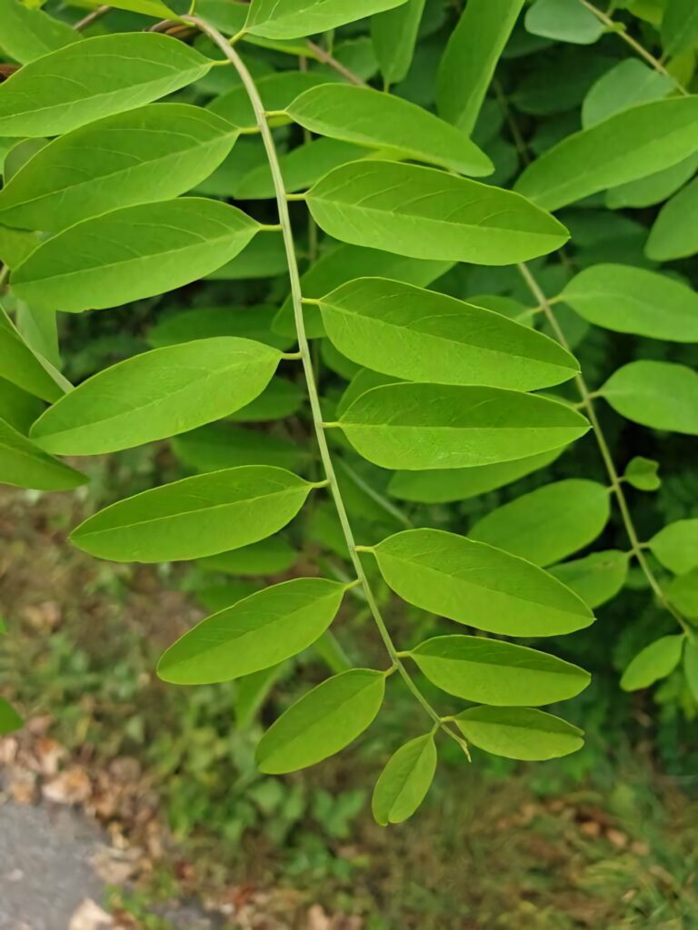 Lush green Black Locust tree leaves vibrant foliage natural beauty wallpaper background