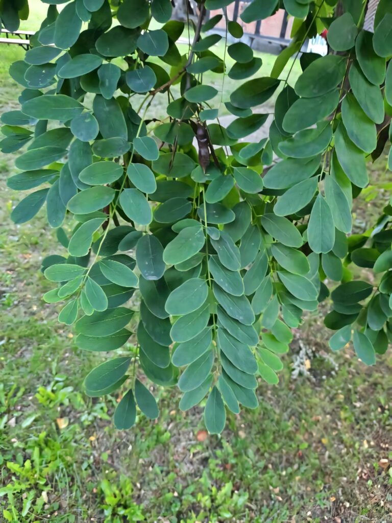 Lush green Black Locust tree leaves creating a fresh vibrant natural wallpaper background