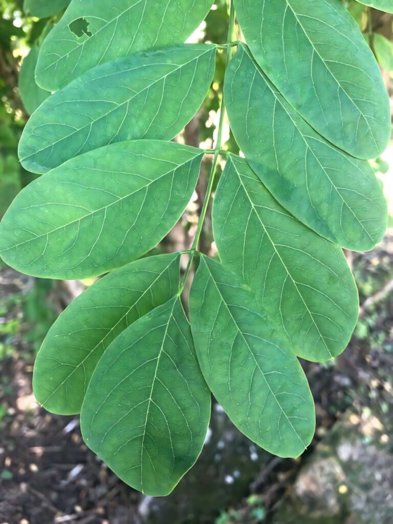 Lush green Black Locust tree leaves vibrant foliage natural beauty wallpaper background
