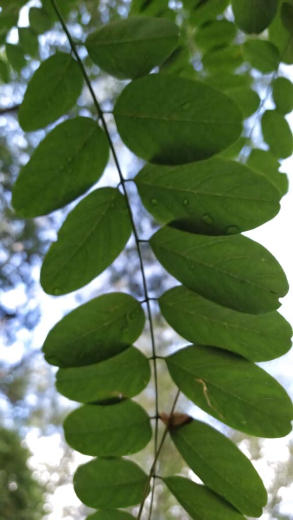 Lush green Black Locust tree leaves with detailed foliage pattern on a blurred outdoor background Wallpaper