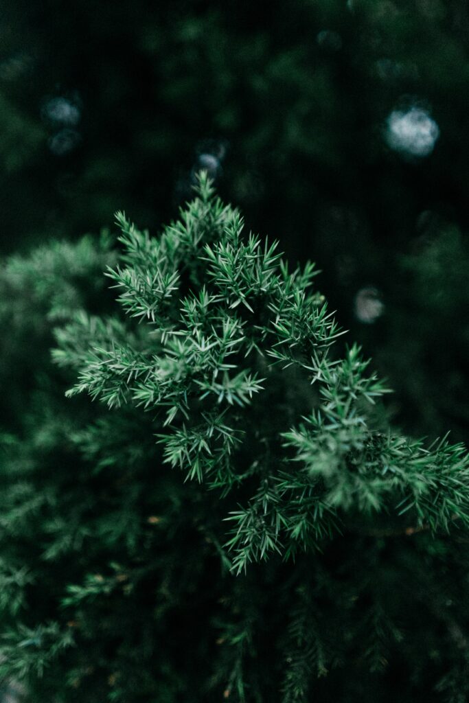 Intricate Green Bush Wallpaper Background - Natural Plant Beauty