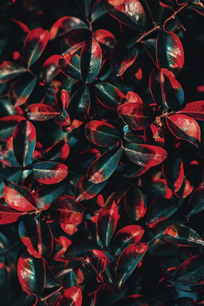 Lush green bush with glossy leaves and vibrant red hues in dramatic natural lighting wallpaper