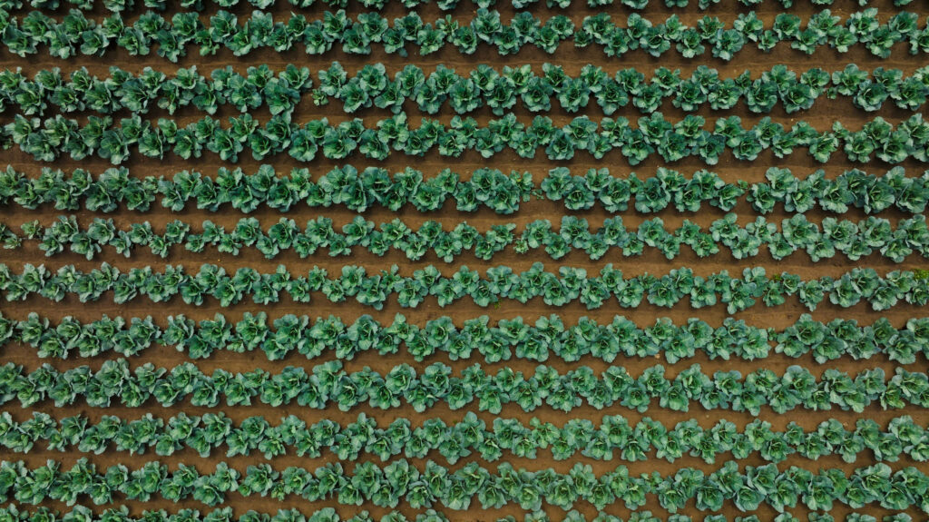 Aerial view of lush green cabbage rows forming geometric patterns on brown soil field wallpaper