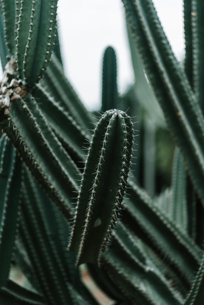 Intricate Green Cacti Wallpaper: Lush Succulent Background Design