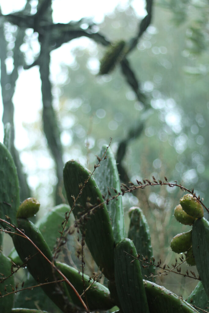 Vibrant green cactus plants with tropical leaves in soft light and blurred natural background wallpaper