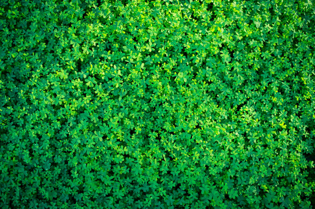 Aerial view of vibrant dense green clover plants creating a refreshing natural wallpaper background