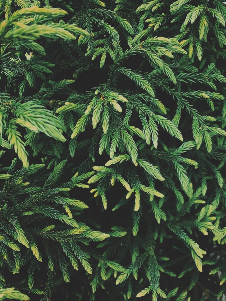 Close-up of lush green conifer needles with dense foliage creating a vibrant nature wallpaper