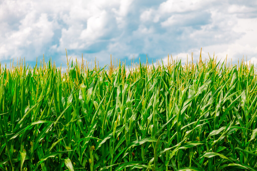Lush green cornfield under bright summer sky with dramatic clouds rural farmland wallpaper background