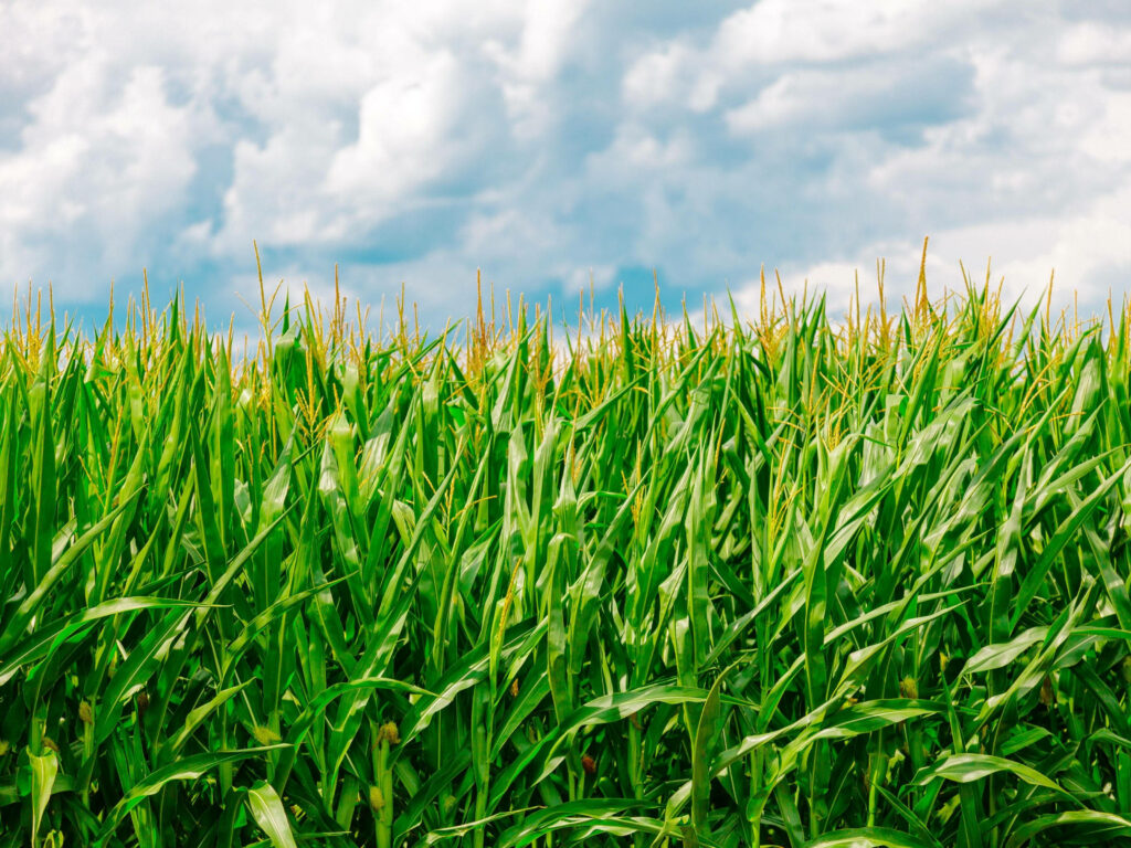Lush green cornfield under dramatic cloudy sky vibrant rural landscape wallpaper background