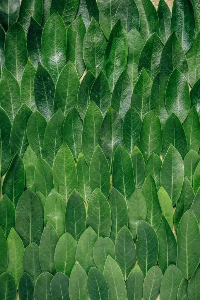 Organic Distylium Leaf Wallpaper: Fresh, Serene Background for Calm