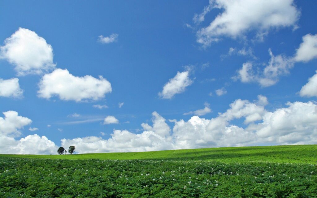 Wide green crop field under bright blue sky with fluffy clouds trees hay bales rural road wallpaper