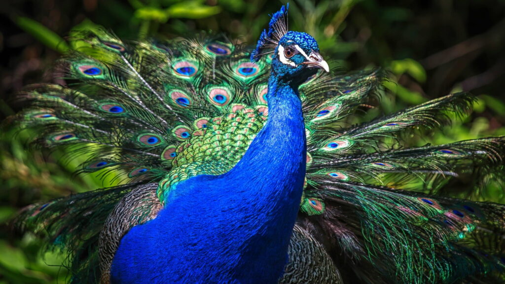 Vibrant Plumage: Captivating Close-Up of Peacock's Feathery Display Wallpaper