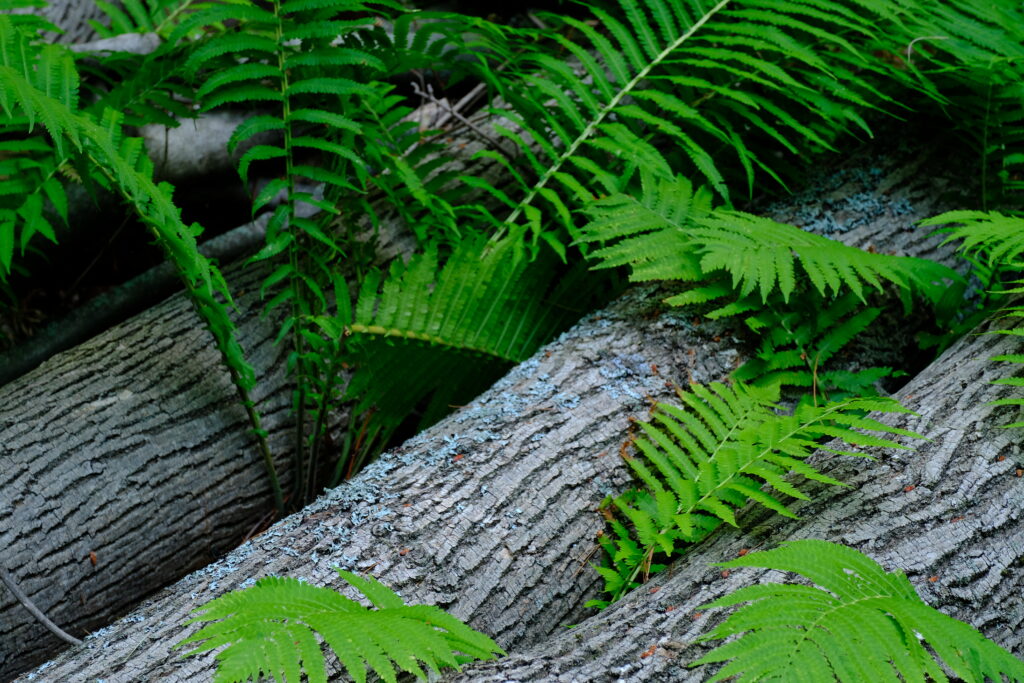 Vivid green fern fronds draping textured tree trunks in lush tranquil forest wallpaper background