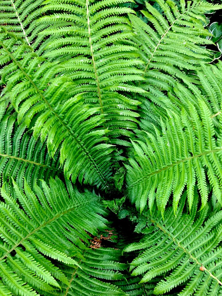 Lush green fern fronds spiral with detailed leaf patterns in vibrant natural wallpaper background
