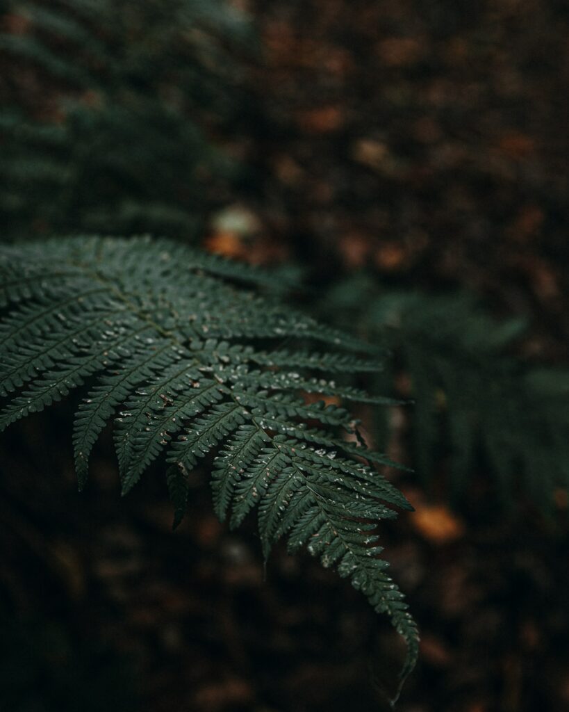 Lush Green Fern Leaf with Water Droplets - Dark Wallpaper Background