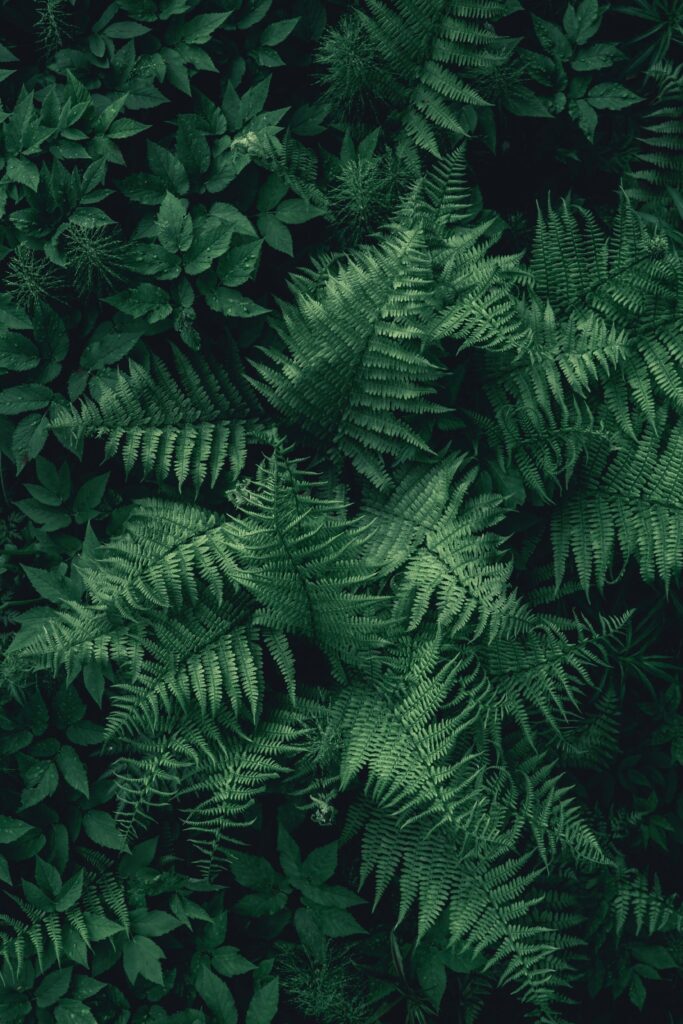 Aerial view of lush green fern leaves layered with foliage vibrant natural botanical wallpaper background
