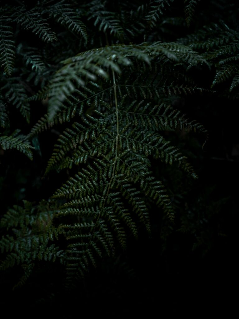 Macro Close-Up of Lush Green Fern Leaves - Serene Wallpaper Background