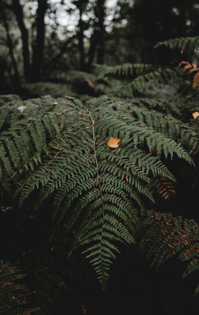 Lush green fern leaves layered in soft natural light creating a serene forest wallpaper background